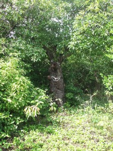 Smiling tree