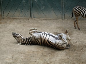 Spread eagle zebra