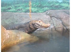 Leering croc