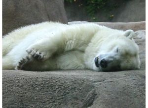 Snoozy polar bear